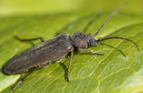 Arhopalus sp.